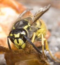 Yorkshire wasp control 376591 Image 5